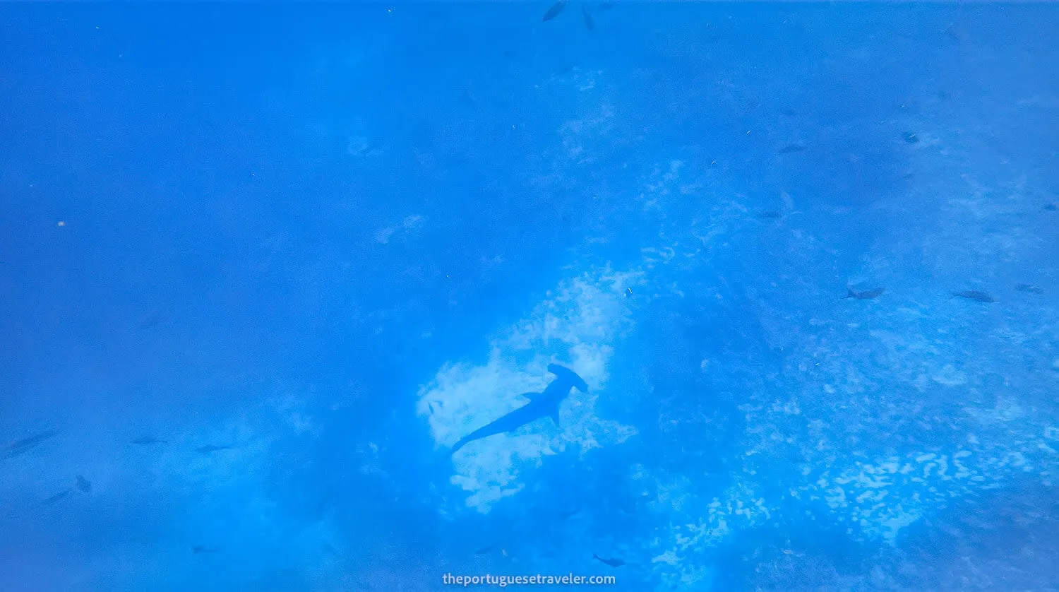 More hammerheads at Gordon Rocks dive site