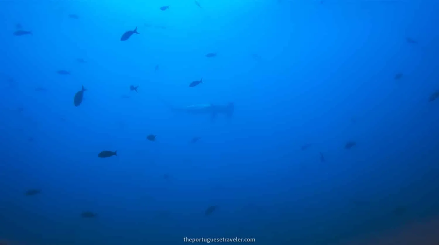 An Hammerhead shark looming over us at Gordon Rocks dive site in Santa Cruz, Galápagos