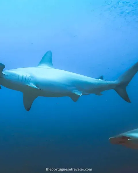 Diving in Kicker Rock (Leon Dormido): San Cristobal Dive Sites