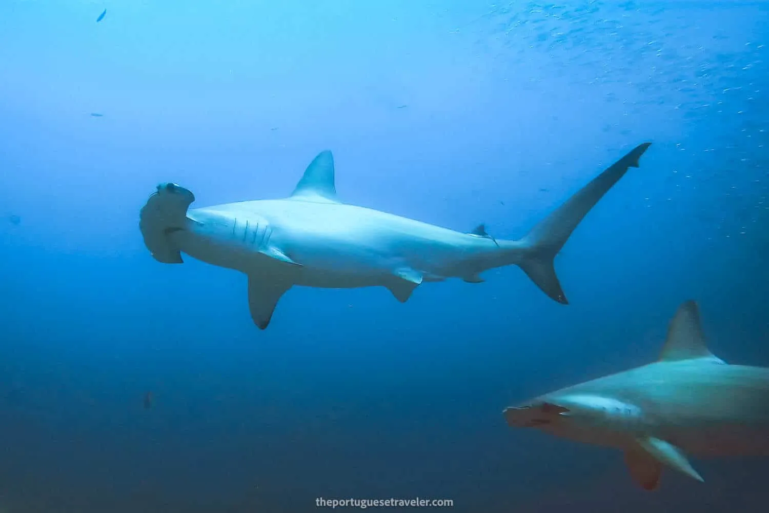 Diving in Kicker Rock (Leon Dormido): San Cristobal Dive Sites