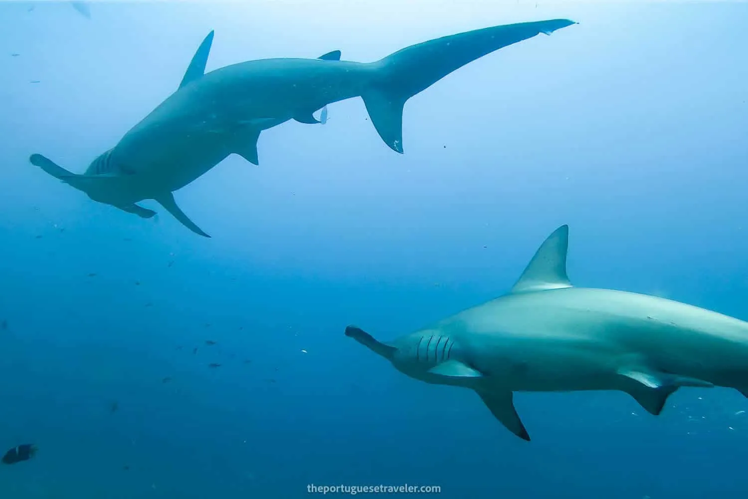 The groups of Hammerhead sharks that passed by us at Kicker Rock - Galapagos Responsible Tourism