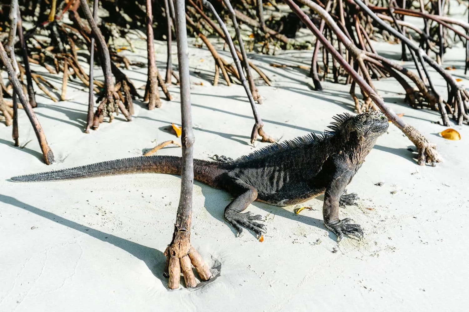 Marine iguana at Tortuga Bay in Santa Cruz