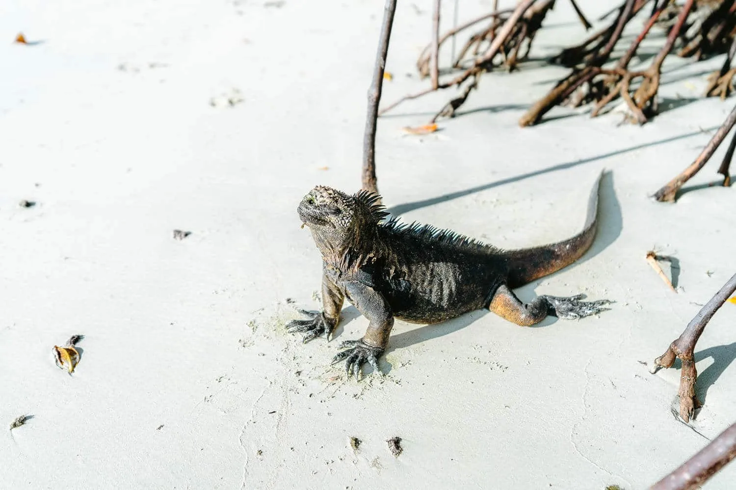 Sunbathing marine iguana in Tortuga Bay