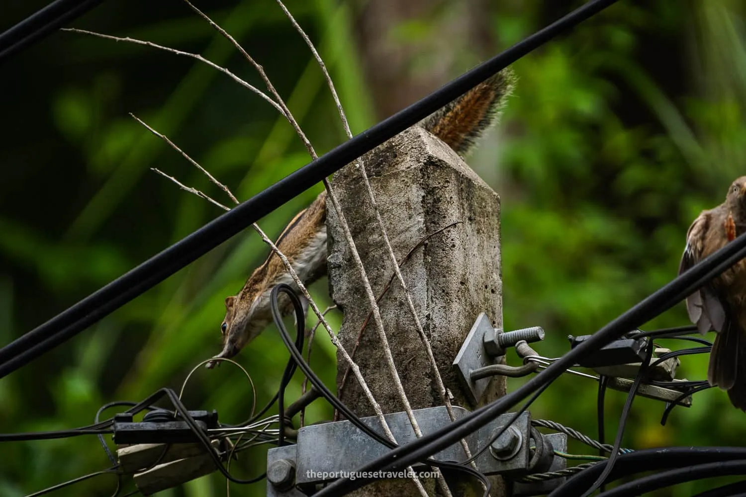 An Indian Palm Squirrel fixing the cables in Ella