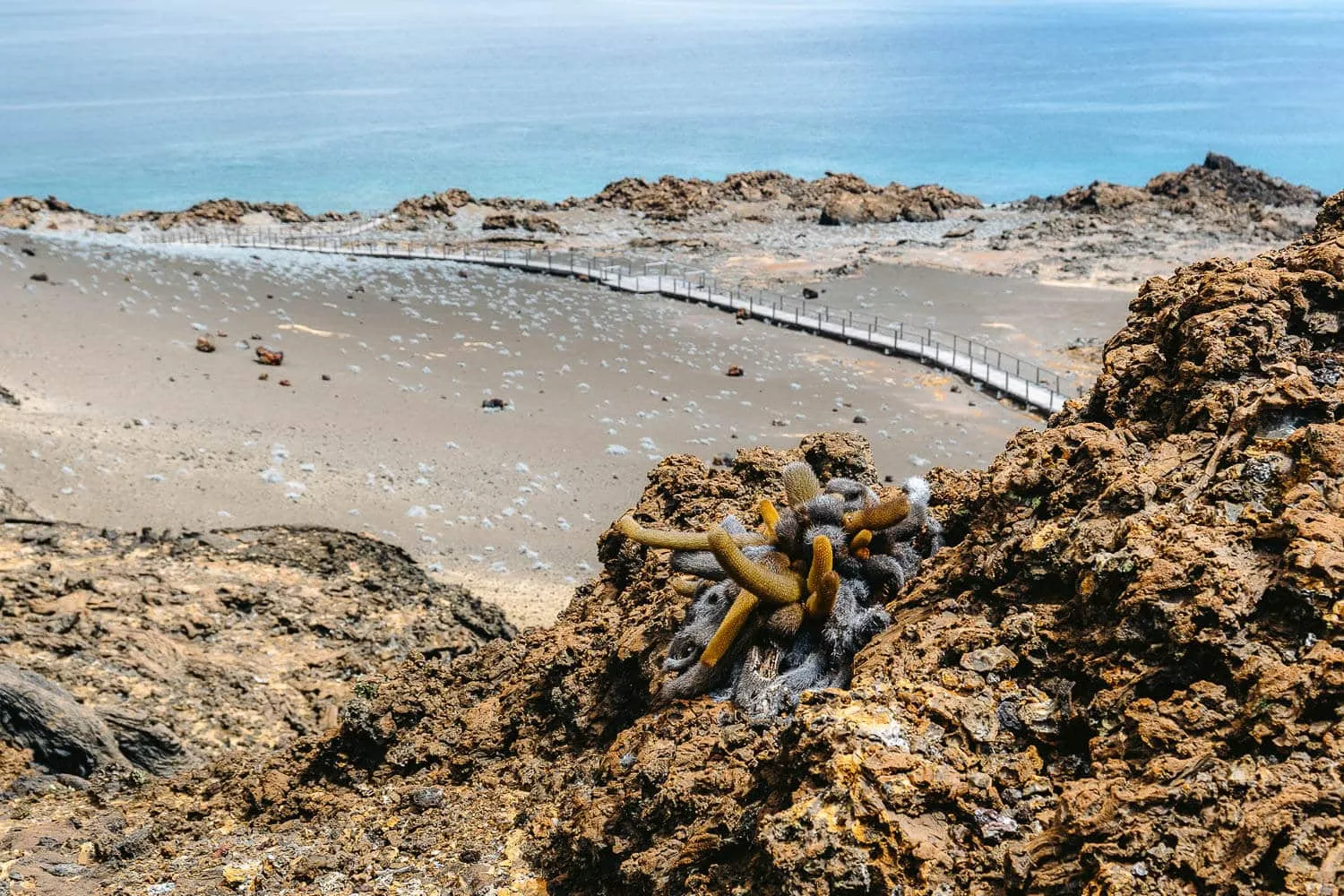 A lava cactus on the desolated Bartolome island