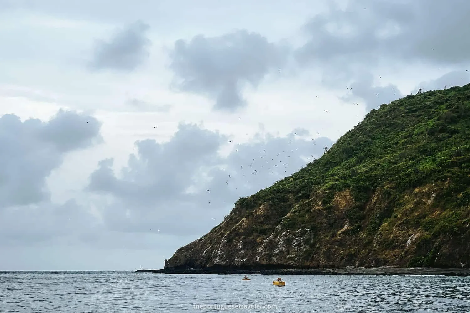 The birds flying over Isla de La Plata