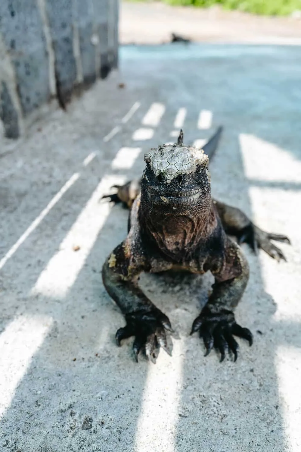 A marine iguana at the port of Floreana island - Galapagos Islands Myths