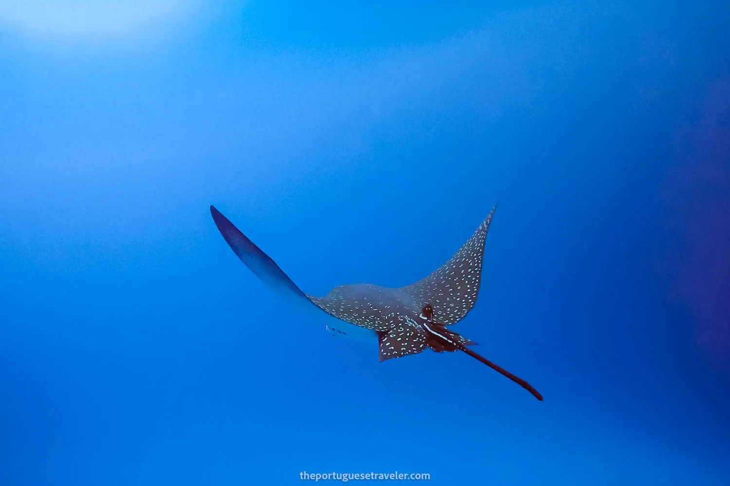 The first eagle ray that passed by