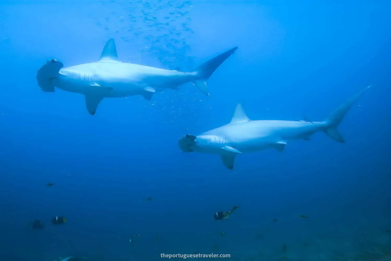 The first hammerheads that swam past us - Kicker Rock