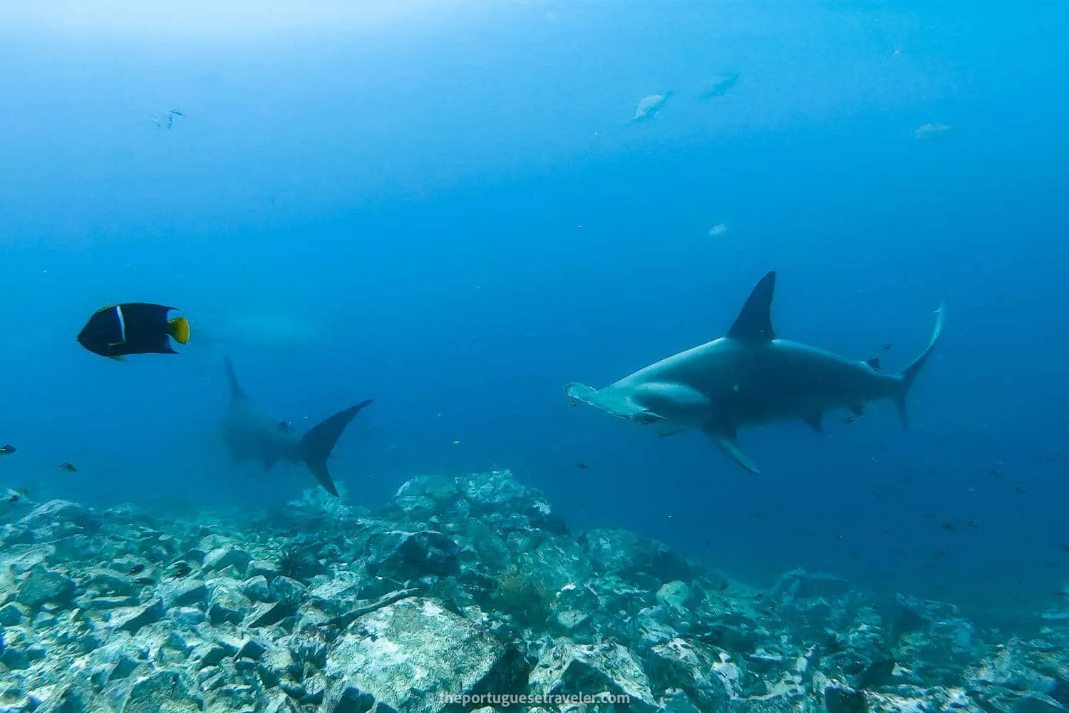 More hammerheads in Kicker Rock