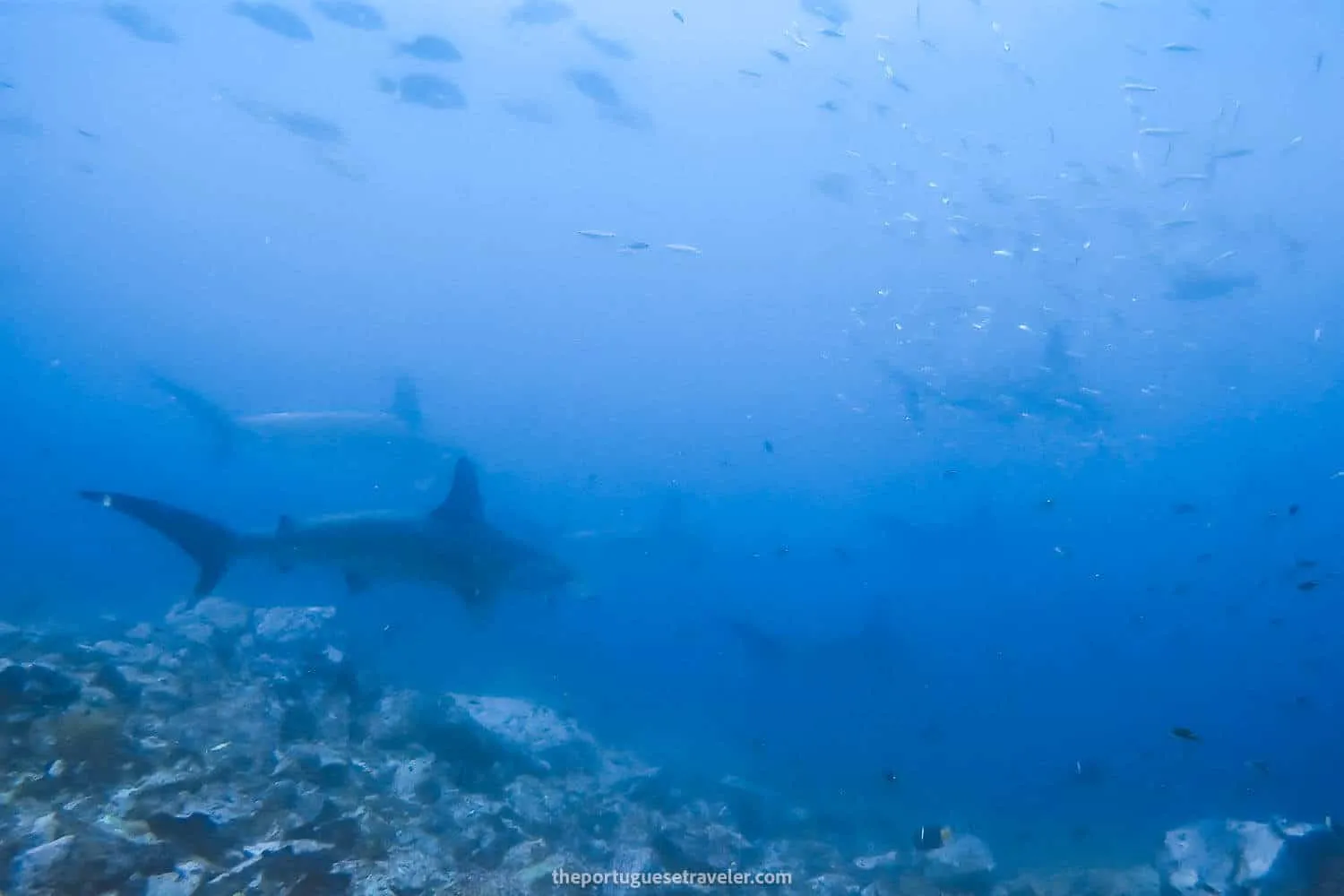 The group of nine hammerheads that passed by (yes i counted)