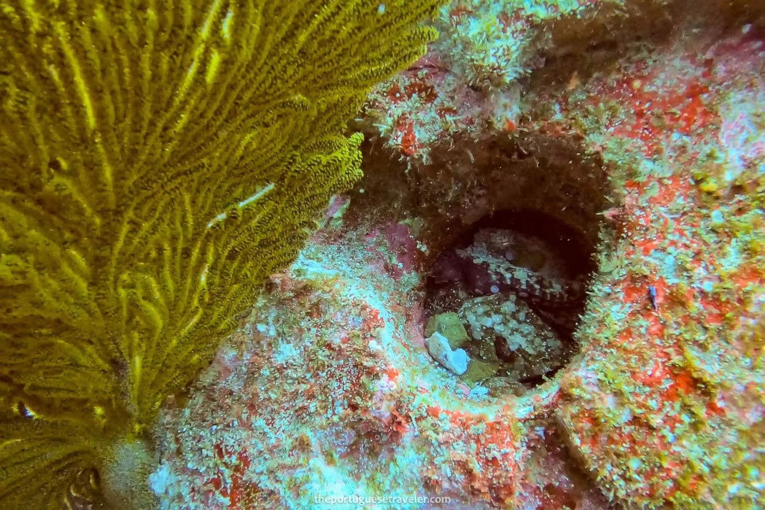 An octopus on the wall of Kicker Rock