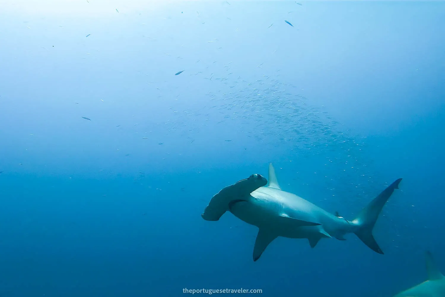 A beautiful hammerhead at Kicker Rock - Galapagos Islands Myths
