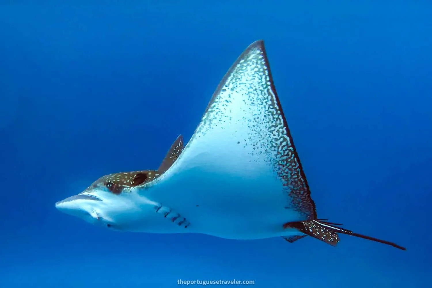 A really close eagle ray at Kicker Rock