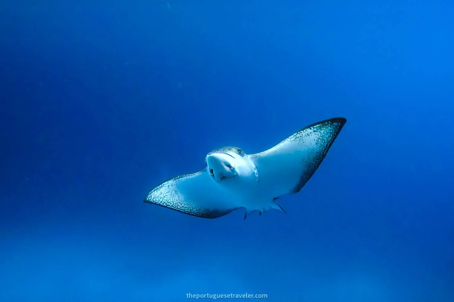 An eagle ray at Kicker Rock