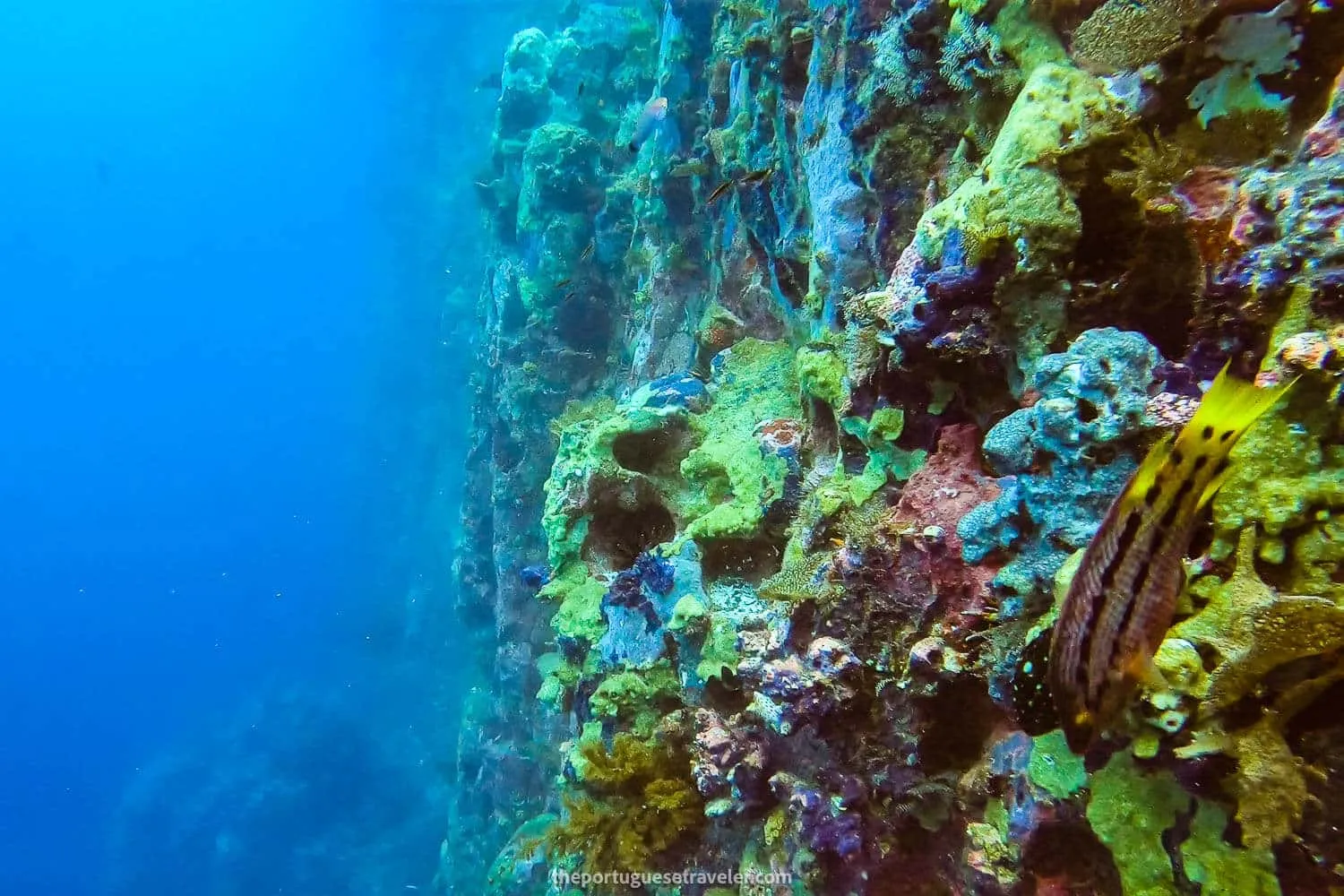 The wall of Kicker Rock
