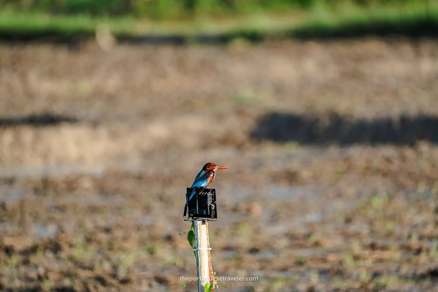A kingfisher in Yala, Sri Lanka