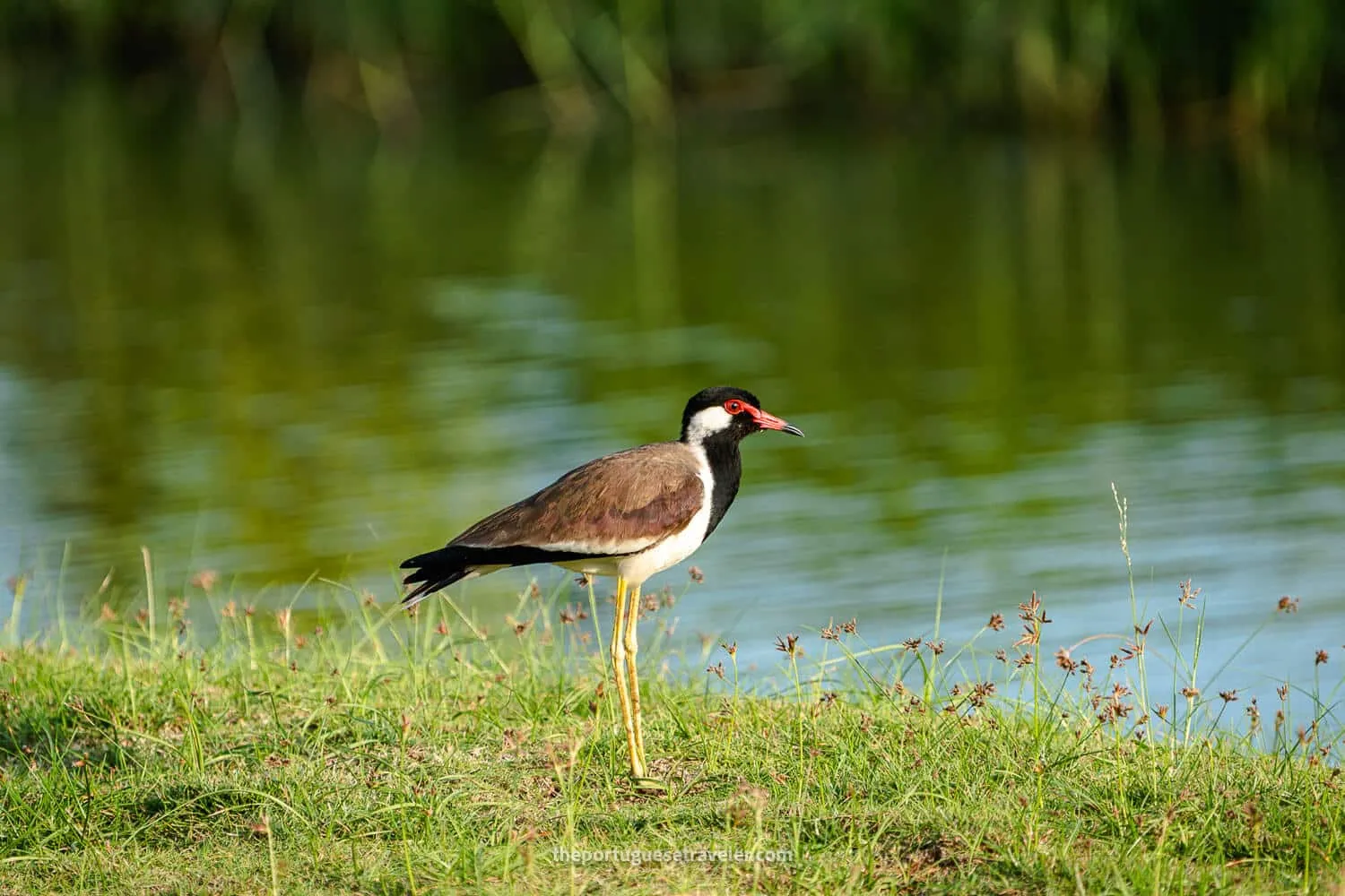 A Red-wattled lapwing at the Kithala Hotel