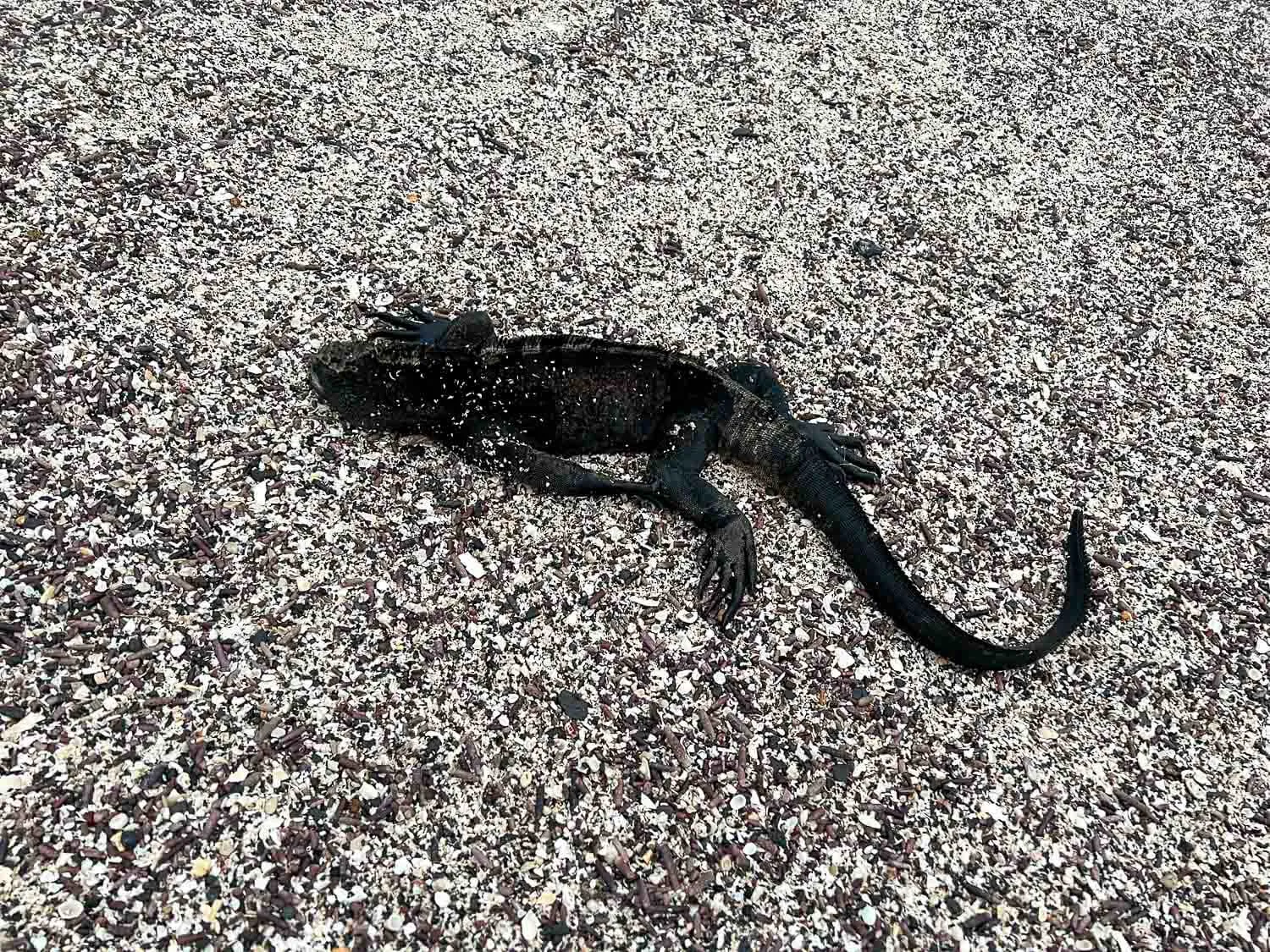 A marine iguana disguised as sand at La Loberia