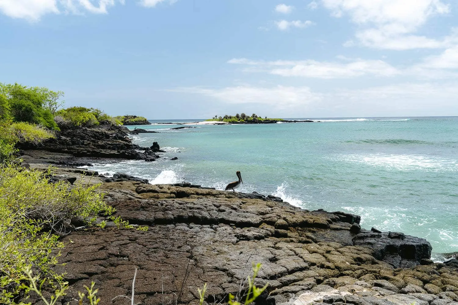A pelican on the way to Loberia beach in Floreana island