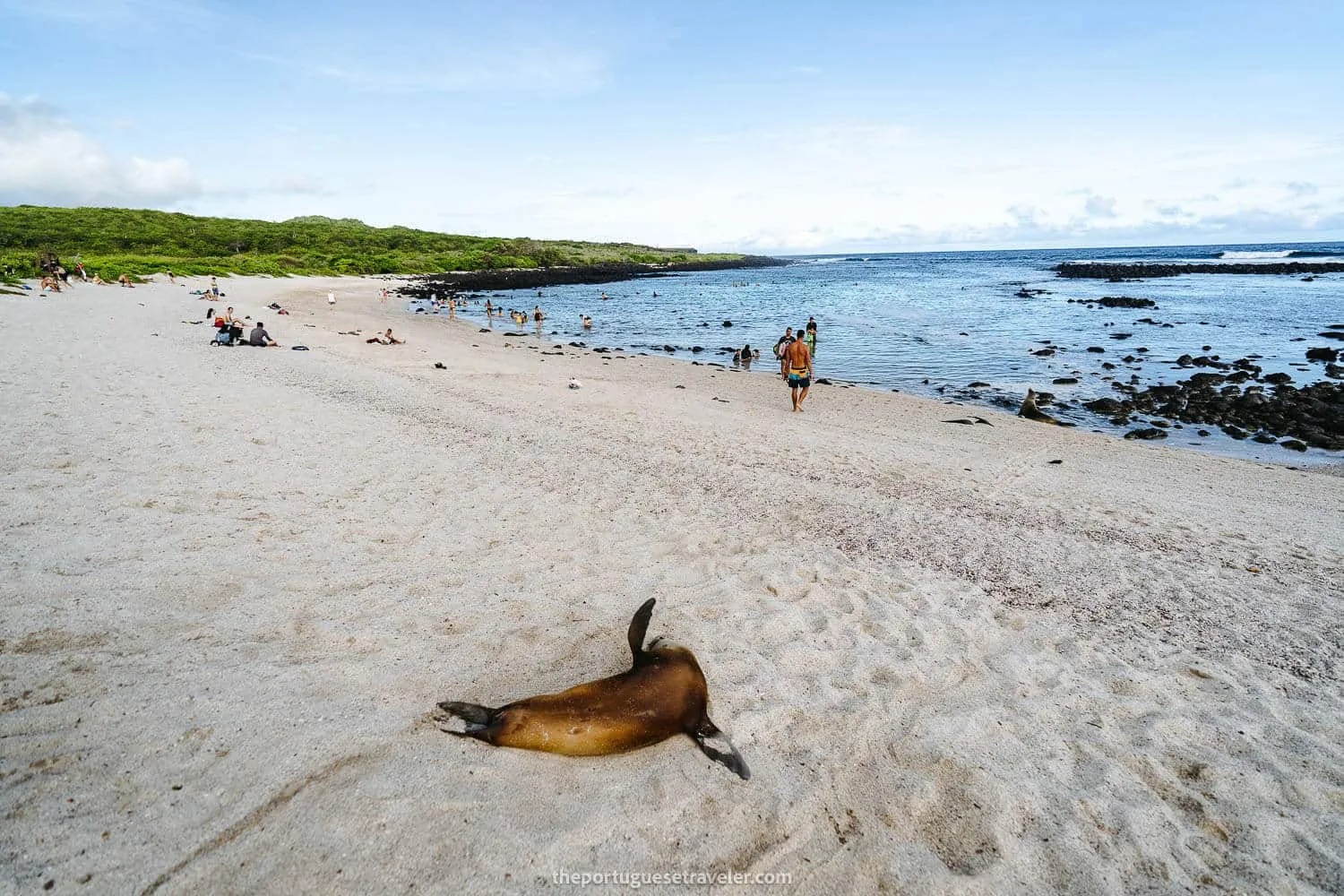 La Loberia beach with a sea lion in San Cristobal