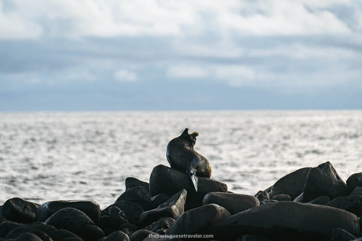 A baby sea lion yawning