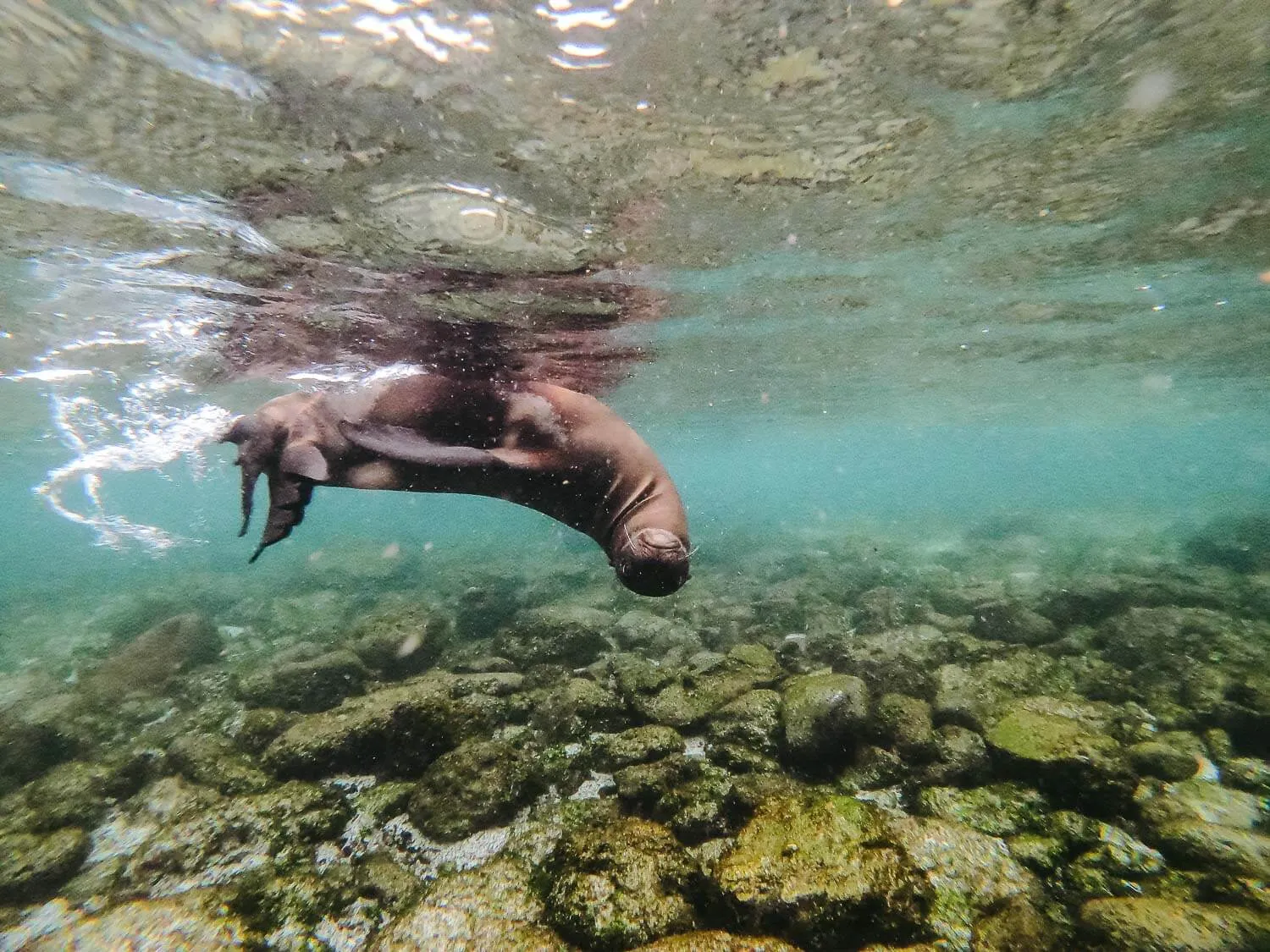 Sea lion at La Loberia beach in San Cristobal, Galápagos