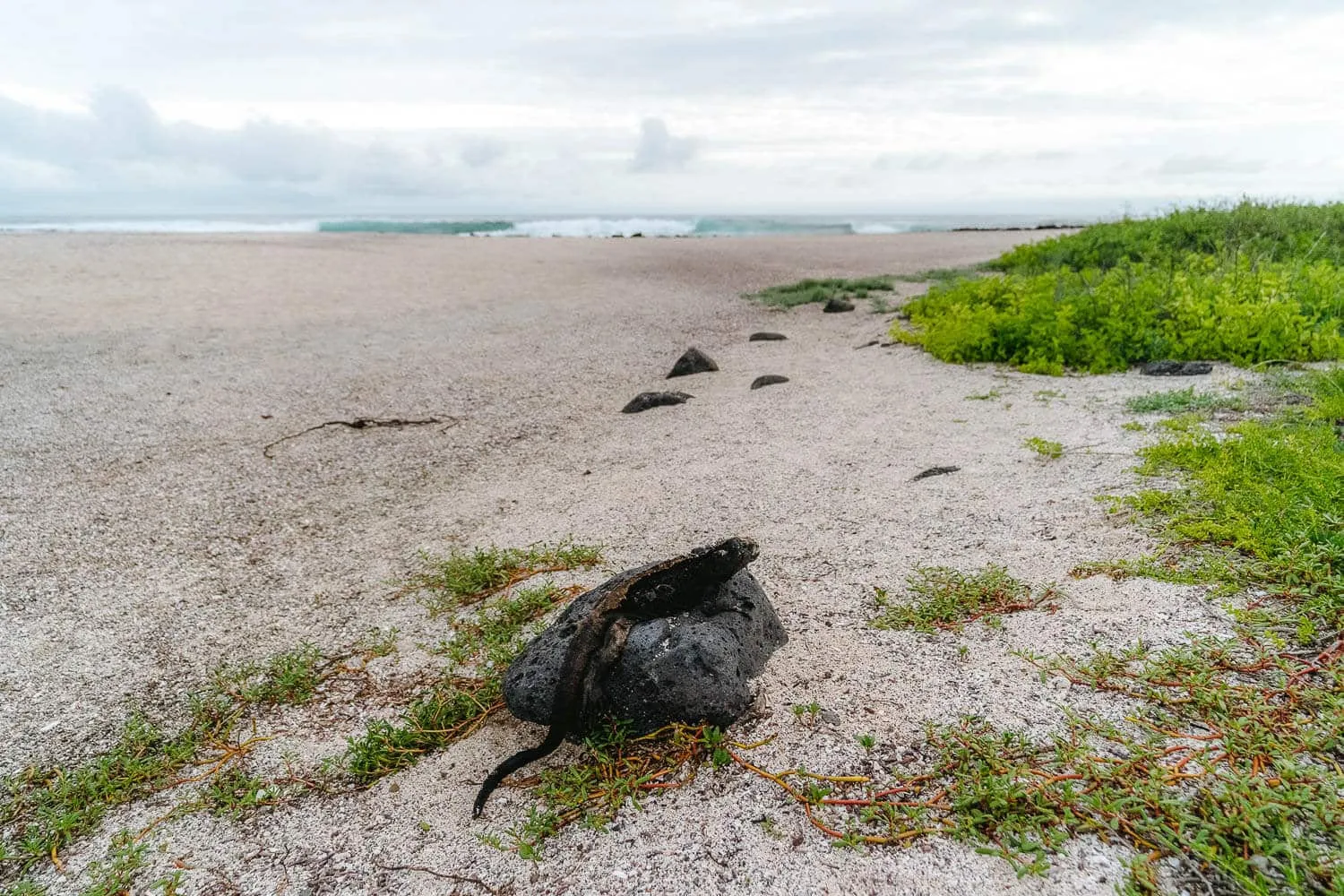 A marine iguana at La Loberia in San Cristobal