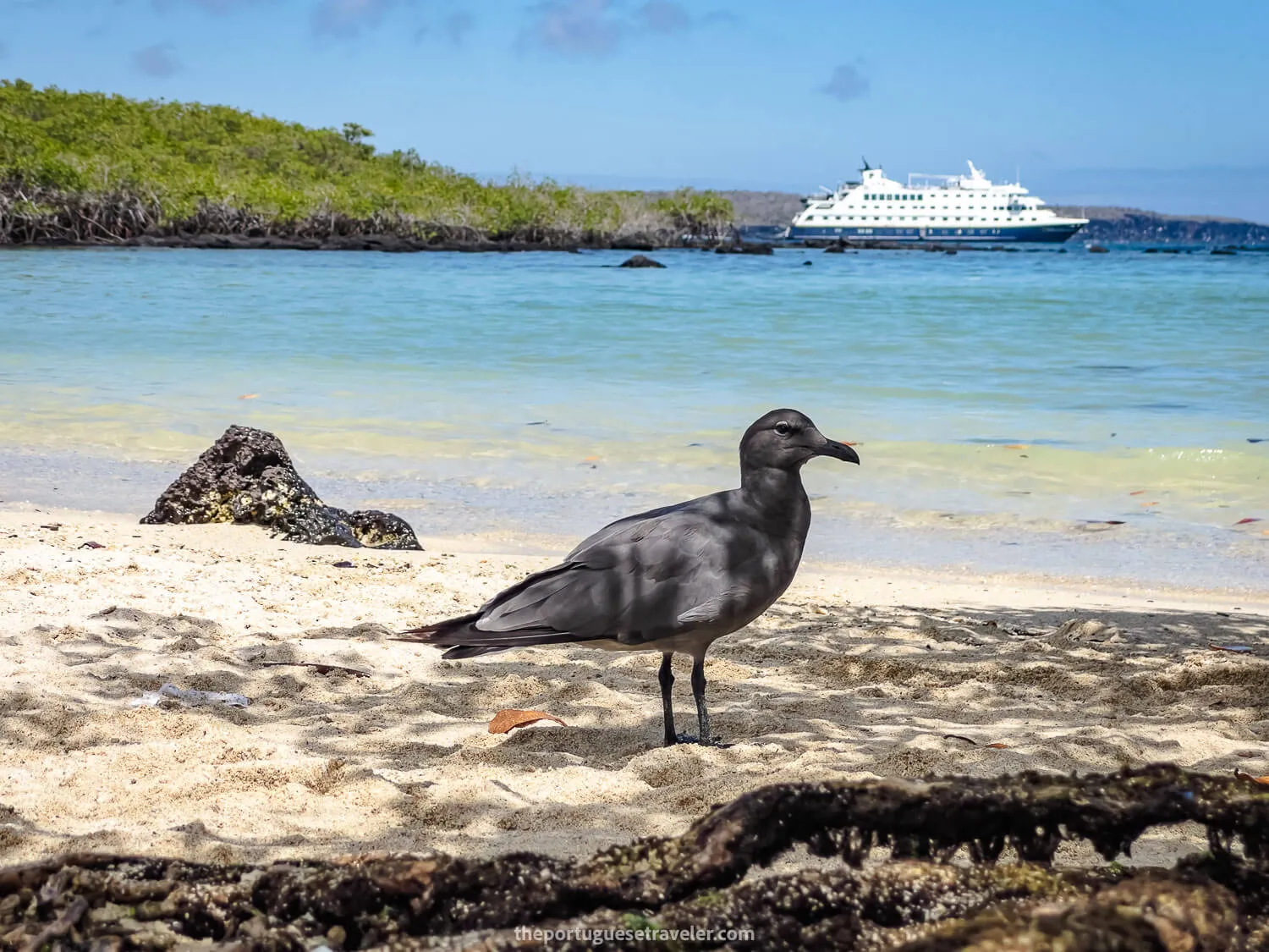 A Lava Gull at the Playa de los Alemanes beach