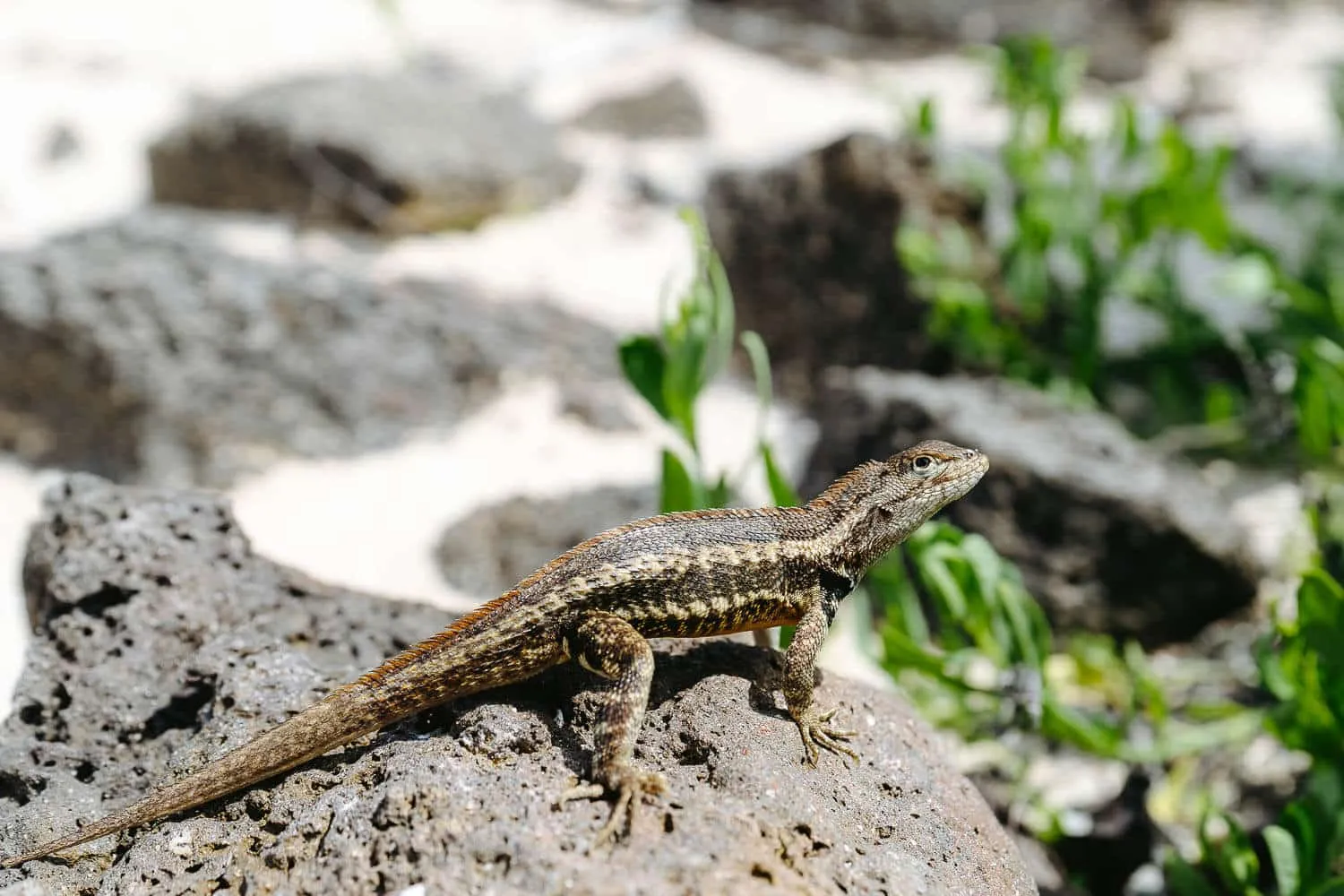 A lava lizard at Puerto Grande beach