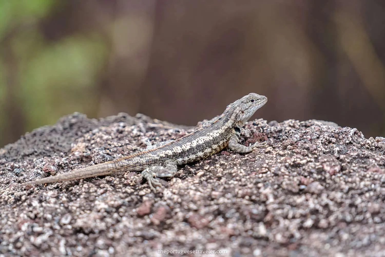 Lava lizard at the interpretation centre of San Cristobal Island