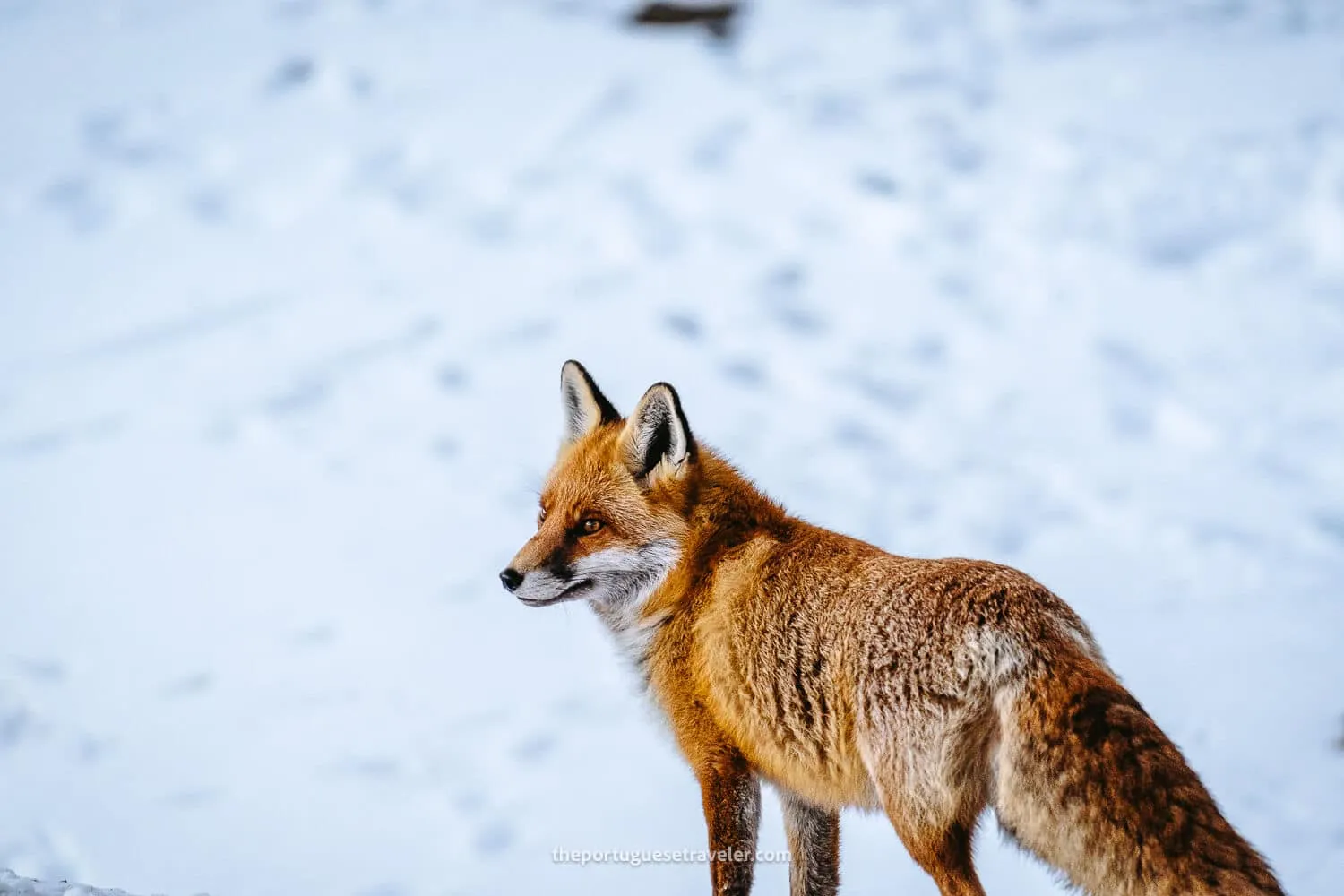 A nice fox at Muttseehütte