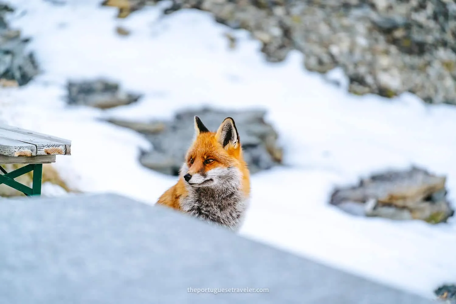 Still the fox playing around the Muttsee Hut