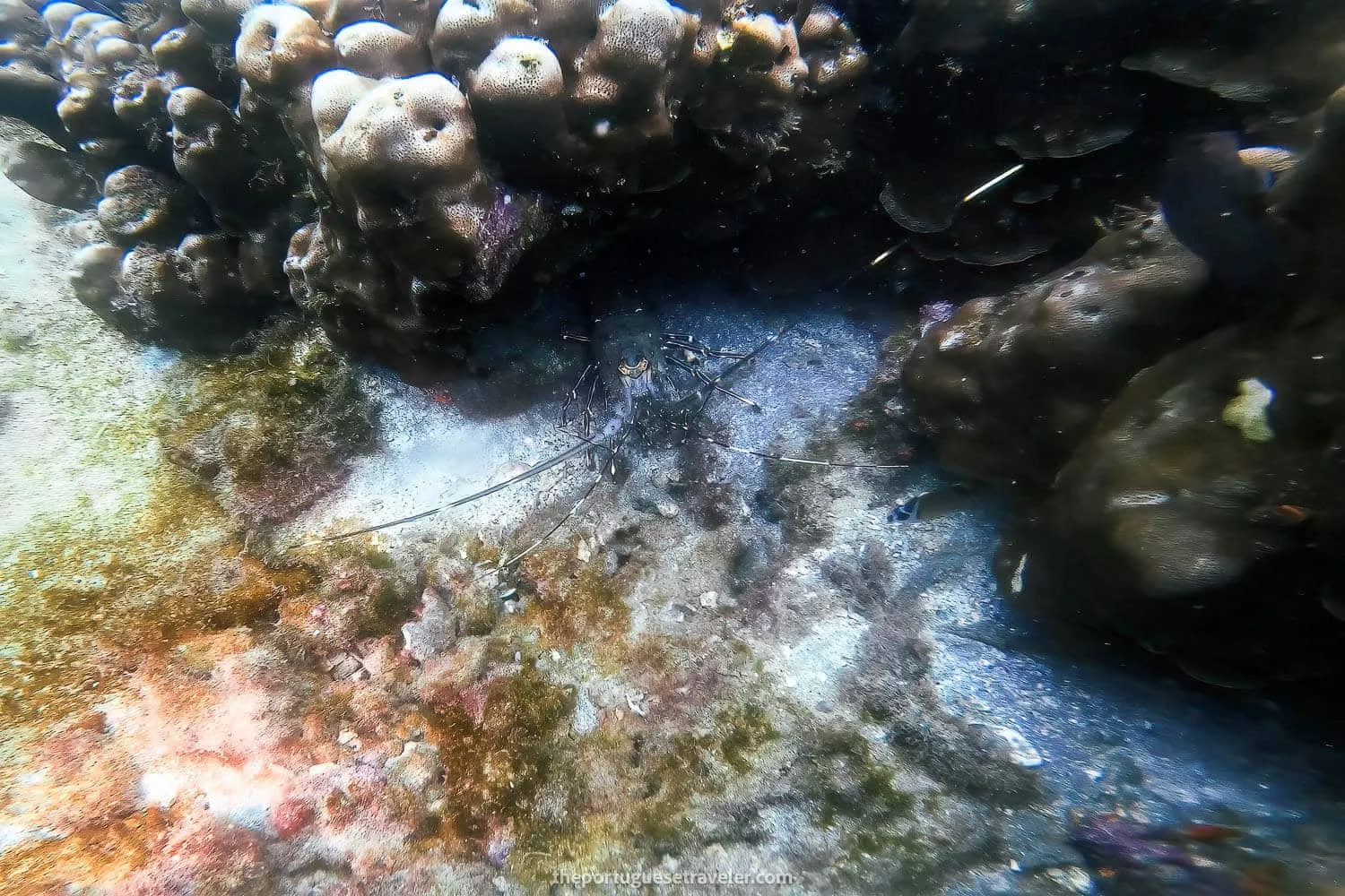 A lobster at El Acuario