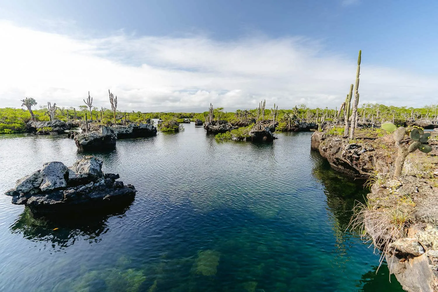 7 Best Snorkeling Spots in Isabela, Galapagos: Snorkel Guide