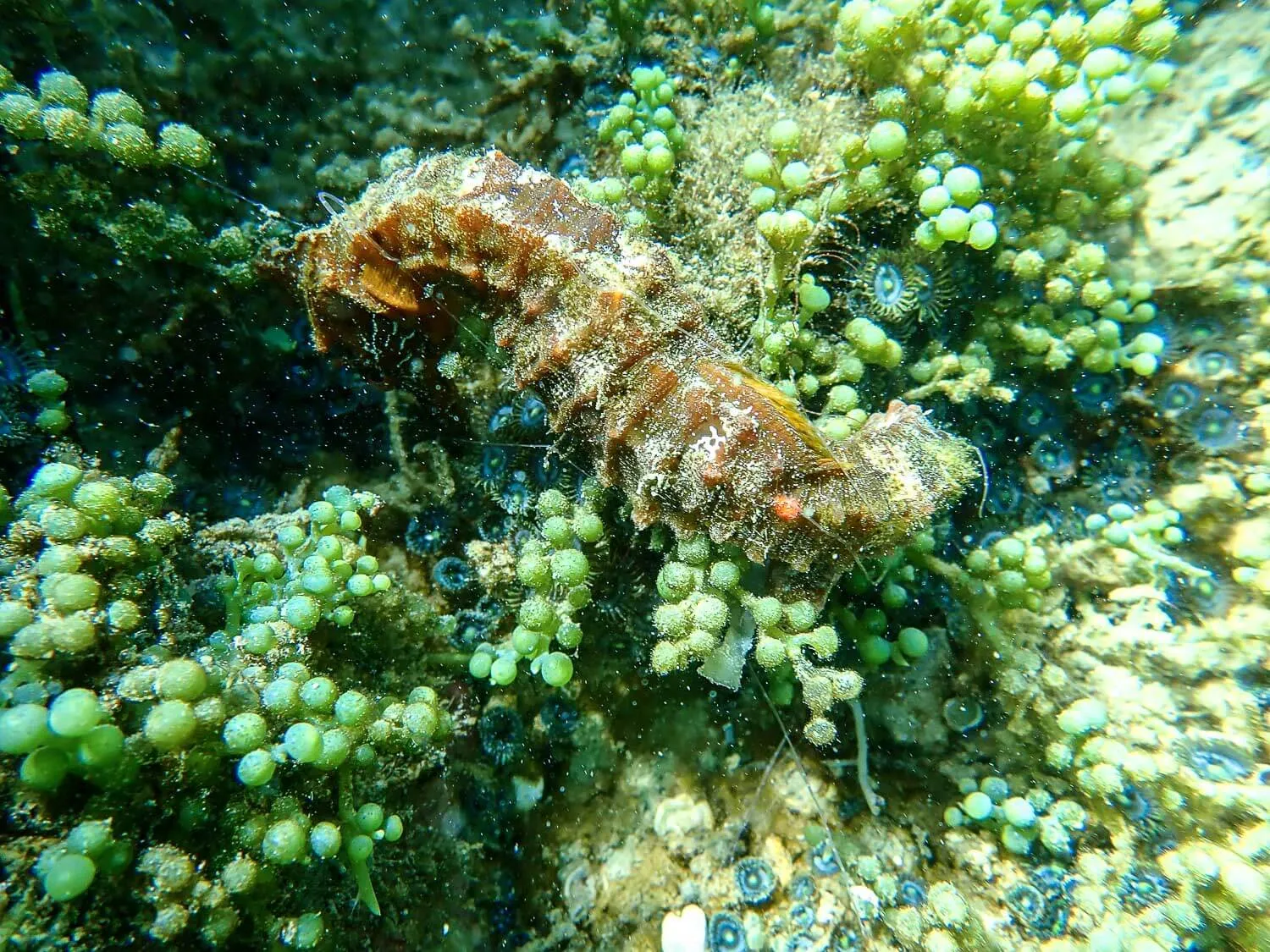 A beautiful seahorse while snorkeling in Isabela, part of the Galapagos Wildlife