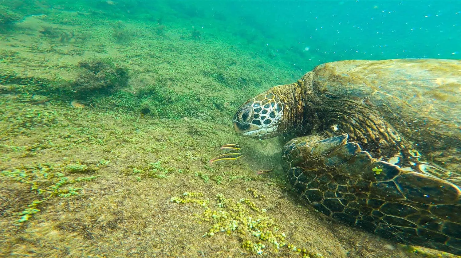 An eating turtle