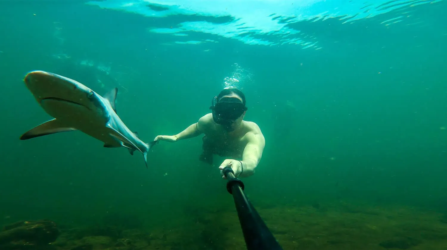 A sharkie at Los Tuneles in Isabela, Galápagos