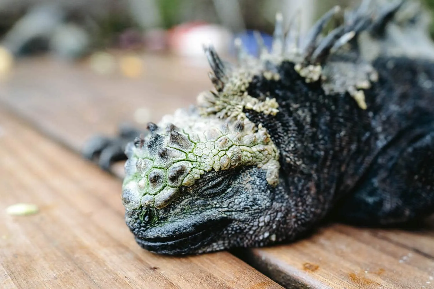 A marine iguana at the wooden deck of Concha Perla lagoon - Best Sim Card for Galaapgos