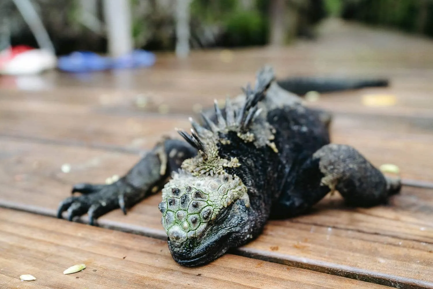 A marine iguana at the wooden deck of Concha Perla lagoon, unique animals, things to know before visiting the Galapagos Islands