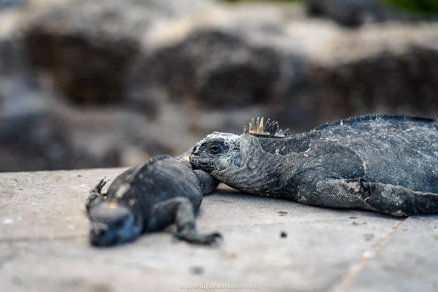 A marine iguana laying her head over her baby in Santa Cruz island
