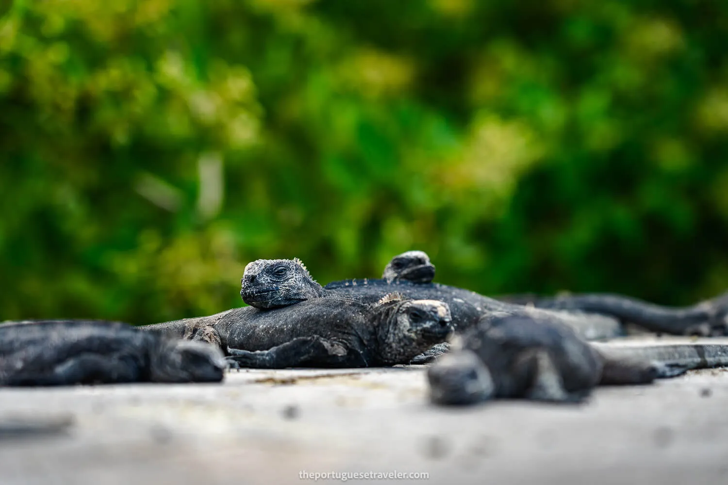 A family of marine iguanas in Puerto Ayora