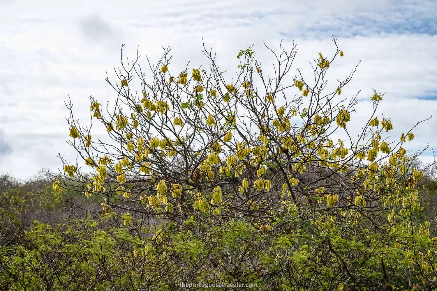 A matazarno tree on the way to Puerto Chino