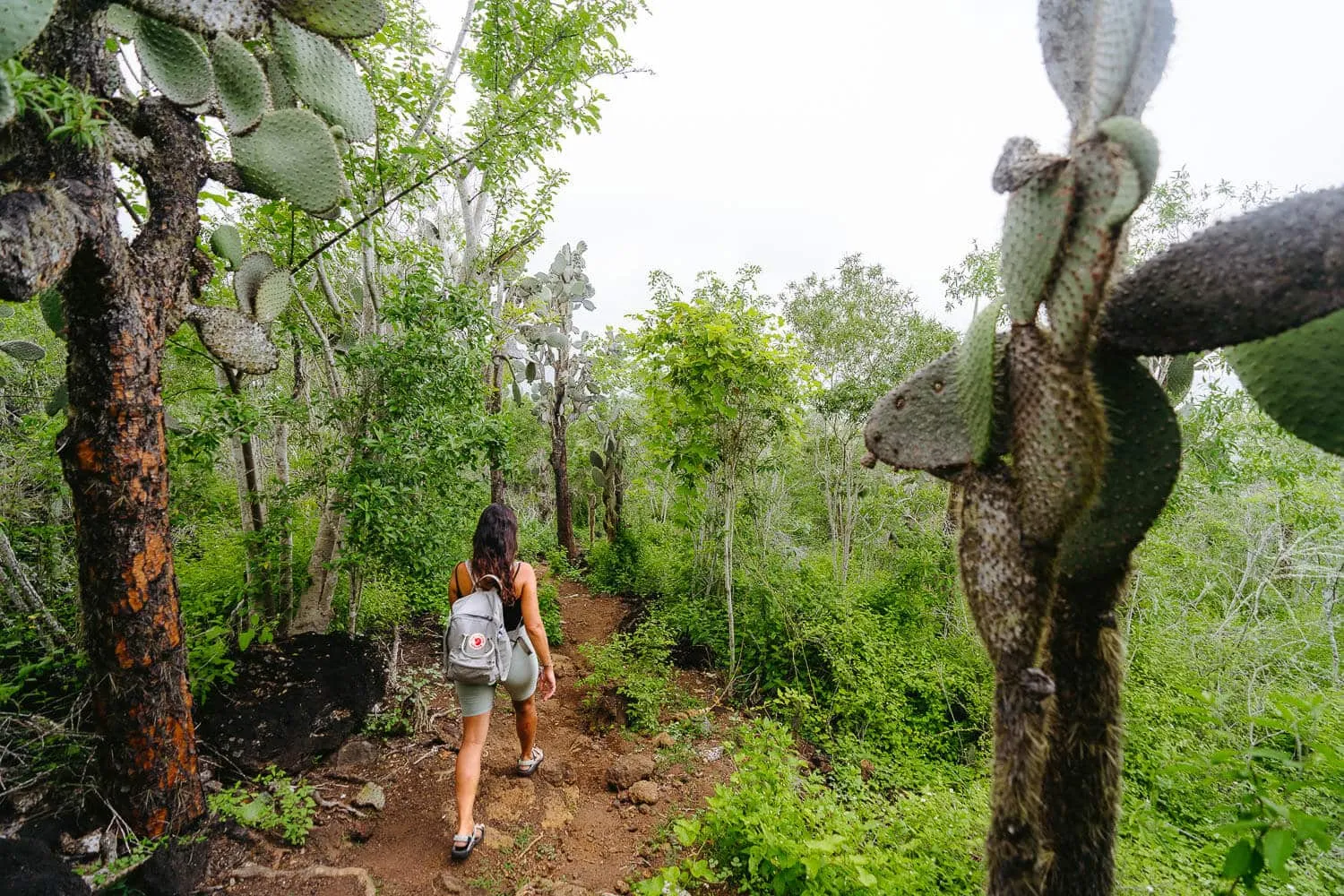 Hiking our way to El Radar Viewpoint underneath Opuntia cacti