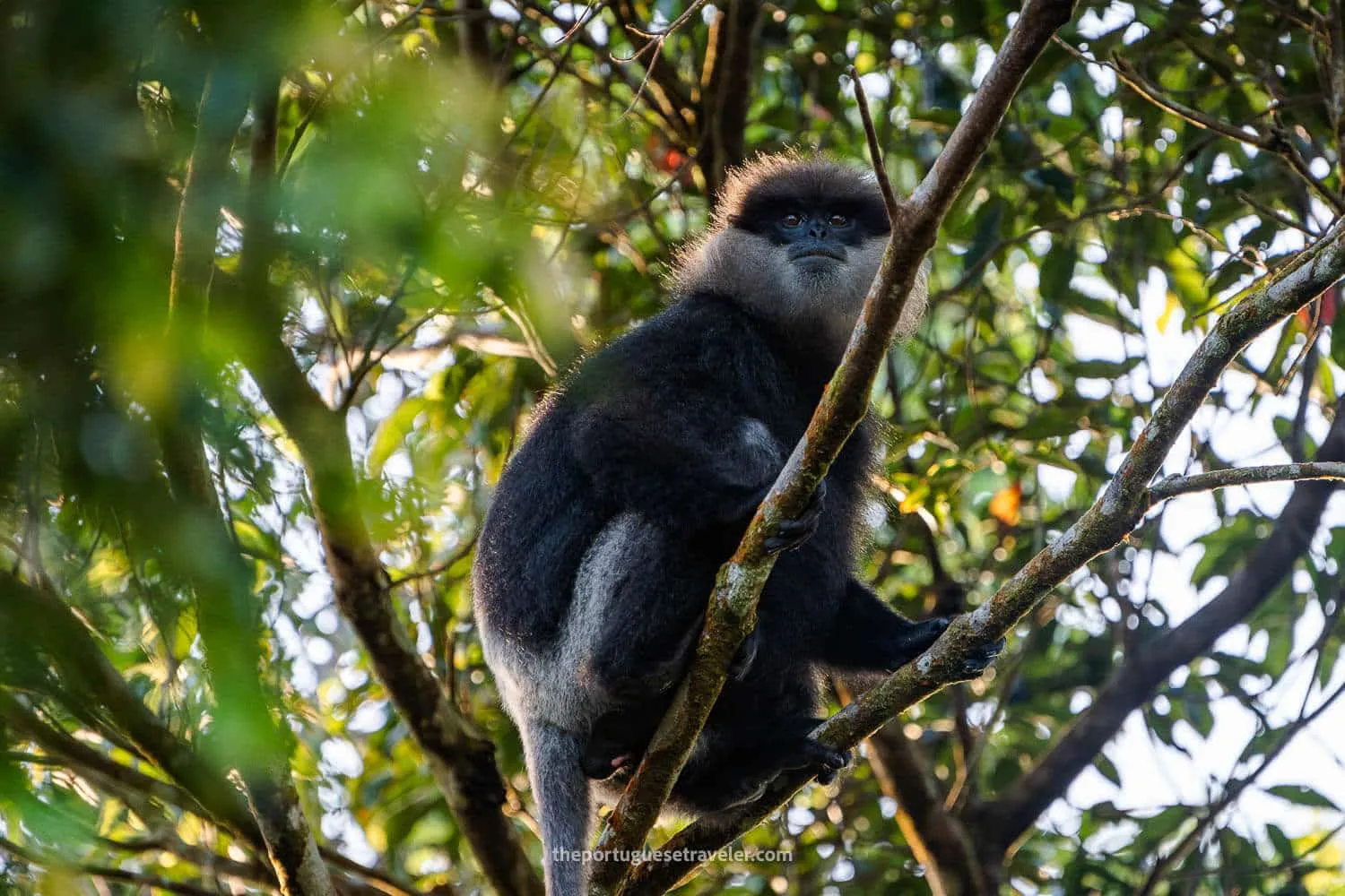 Sinharaja Forest Reserve - UNESCO World Heritage Site (Guide)
