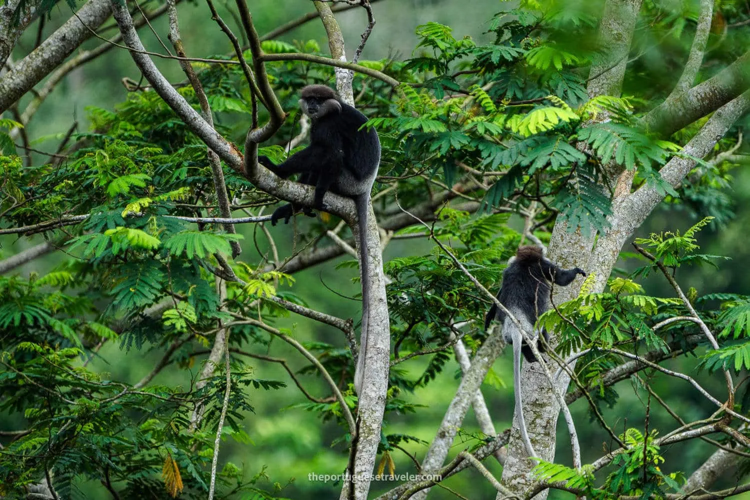 Two Purple-Faced Langur Monkeys