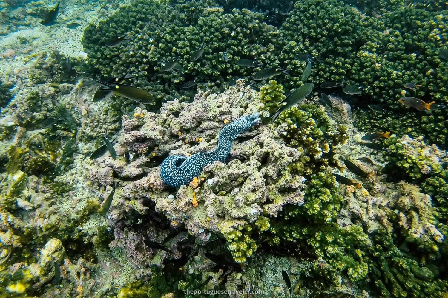 A moray eel at Isla de La Plata