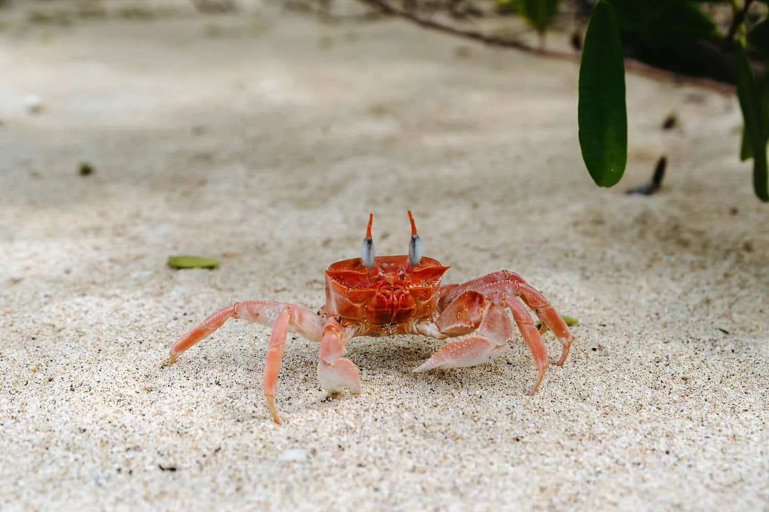 Mr Krabs at Puerto Grande beach