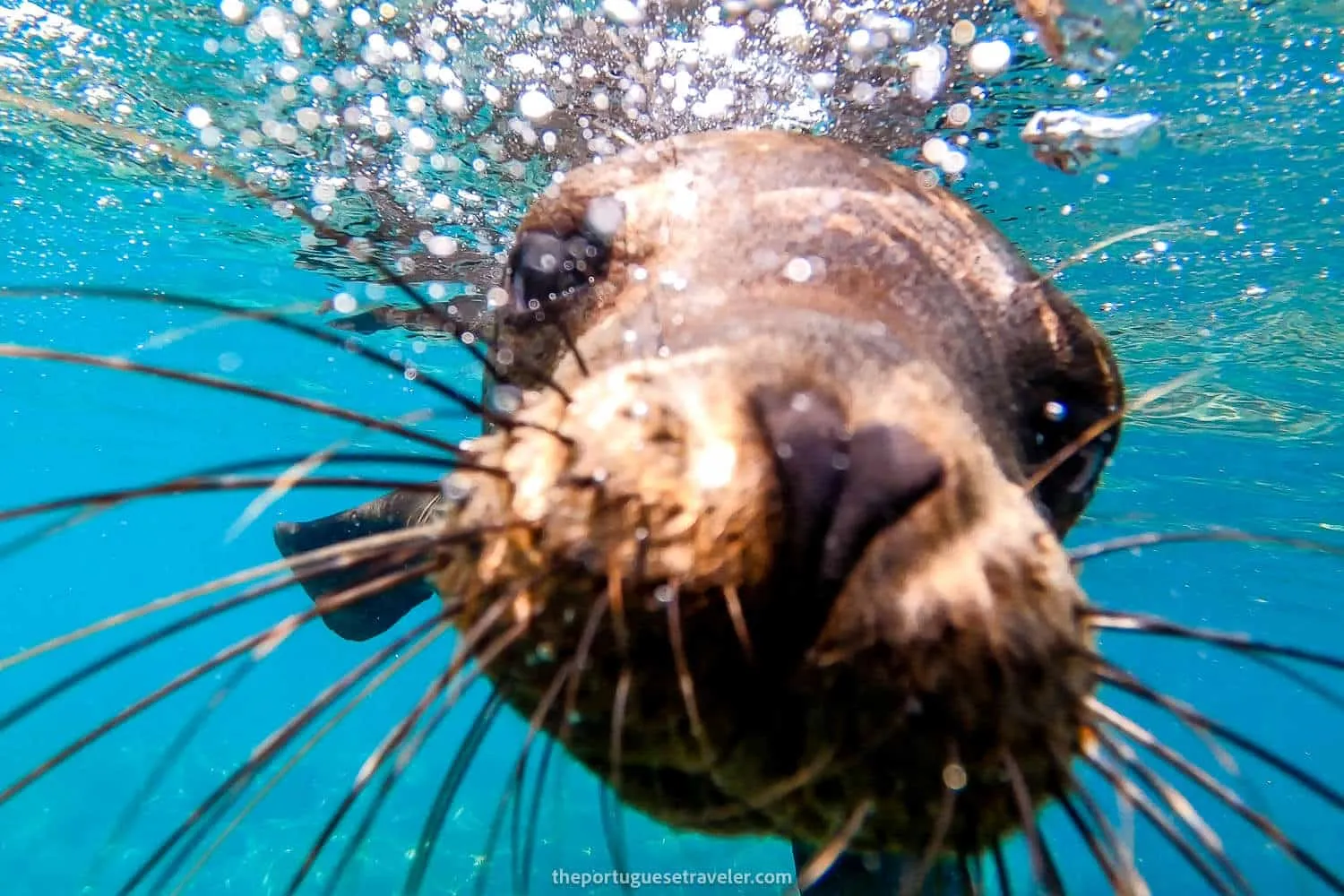 A sea lion selfie