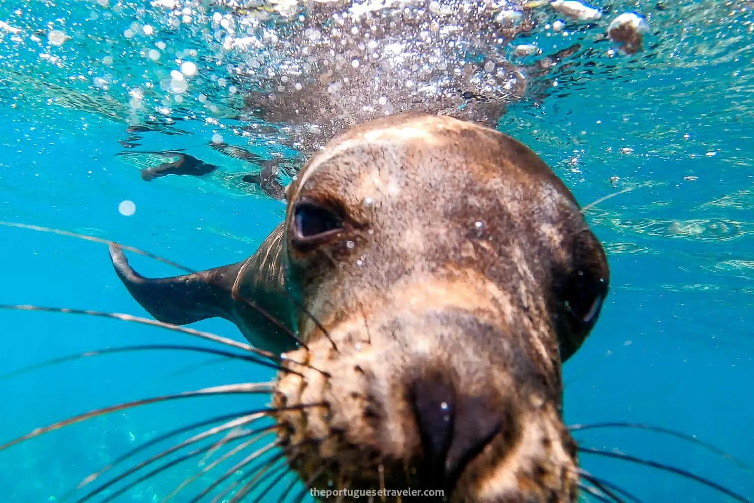 A sea lion photoshoot, how close to get to wildlife, one of the things to know before visiting the Galapagos Islands